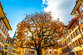 Beautiful Old Town with a Tree in a Sunny Day in Autumn in Biel, Bienne, Bern Canton, Switzerland.