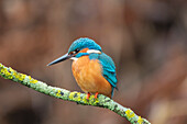  Kingfisher, Alcedo atthis, adult male on a branch, Schleswig-Holstein, Germany 