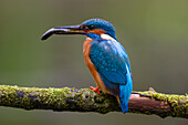  Kingfisher, Alcedo atthis, bird with fish, Schleswig-Holstein, Germany 