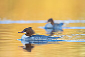 Merganser, Mergus merganser, swimming female, Schleswig-Holstein, Germany 