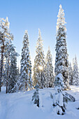  Snow-covered trees in Riisitunturi National Park, winter, Finland 