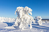  Snow-covered trees in Riisitunturi National Park, winter, Finland 