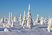  Snow-covered trees in Riisitunturi National Park, winter, Finland 