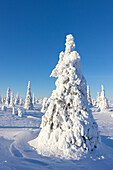  Snow-covered trees in Riisitunturi National Park, winter, Finland 