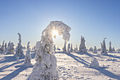  Snow-covered trees in Riisitunturi National Park, winter, Finland 