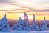  Snow-covered trees in Riisitunturi National Park, winter, Finland 