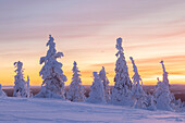  Snow-covered trees in Riisitunturi National Park, winter, Finland 