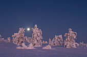 Vollmond über verschneiten Bäumen im Riisitunturi Nationalpark, Lappland, Finnland