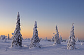  Full moon over snow-covered trees in Riisitunturi National Park, winter, Finland 