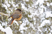 Unglückshäher (Perisoreus infaustus), adulter Vogel auf Ast, Oulanka Nationalpark, Taiga von Kuusamo, Nordfinnland, Finnland