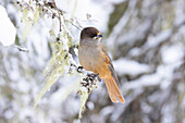 Unglückshäher (Perisoreus infaustus), adulter Vogel auf Ast, Oulanka Nationalpark, Taiga von Kuusamo, Nordfinnland, Finnland