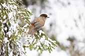 Unglückshäher (Perisoreus infaustus), adulter Vogel auf Nadelbaum, Oulanka Nationalpark, Taiga von Kuusamo, Nordfinnland, Finnland