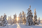 Snow-covered trees in Riisitunturi National Park, winter, Finland 