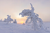  Snow-covered trees in Riisitunturi National Park, winter, Finland 