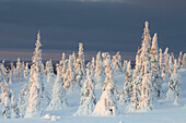  Snow-covered trees in Riisitunturi National Park, winter, Finland 