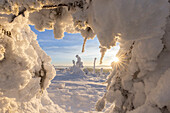  Snow-covered trees in Riisitunturi National Park, winter, Finland 