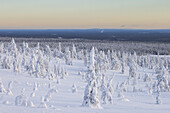  Snow-covered trees in Riisitunturi National Park, winter, Finland 