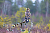  Golden Eagle, Aquila chrysaetos, juvenile golden eagle in a moor, Smaland, Sweden 