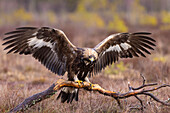  Golden Eagle, Aquila chrysaetos, juvenile golden eagle in a moor, Smaland, Sweden 