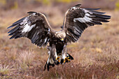 Golden Eagle, Aquila chrysaetos, juvenile golden eagle in a moor, Smaland, Sweden 
