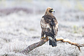  Golden Eagle, Aquila chrysaetos, juvenile golden eagle in a moor, Smaland, Sweden 