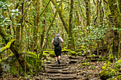  Wanderer wandern auf dem Pfad im Wald El Cedro, Nationalpark Garajonay, La Gomera, Kanarische Inseln, Europa. 