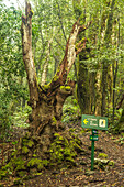 Direction signs in the El Cedro forest, Garajonay National Park, La Gomera, Canary Islands, Europe.