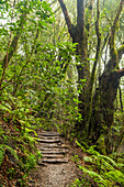 Hiking trail through the mysterious El Cedro forest, Garajonay National Park, La Gomera, Canary Islands, Europe.