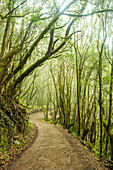 Road through the mysterious El Cedro forest, Garajonay National Park, La Gomera, Canary Islands, Europe.
