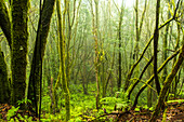 The mysterious El Cedro forest, Garajonay National Park, La Gomera, Canary Islands, Europe.