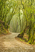 Road through the mysterious El Cedro forest, Garajonay National Park, La Gomera, Canary Islands, Europe.