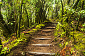 Hiking path through the Garajonay National Park, La Gomera, Canary Islands, Europe.