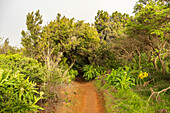 Hiking trail through the Garajonay National Park, La Gomera, Canary Islands, Europe.