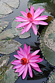 Water lily in the garden's pond at Maison Dalabua at Luang Prabang, Laos, Southeast Asia