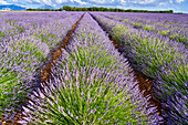 Cultivation of Lavender, Lavender in bloom, Valensole, Alpes-de-Haute-Provence, Provence-Alpes-Côte d'Azur, France, Europe