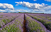 Cultivation of Lavender, Lavender in bloom, Valensole, Alpes-de-Haute-Provence, Provence-Alpes-Côte d'Azur, France, Europe