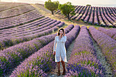 Young girl 30-35 years old, Cultivation of Lavender, Lavender in bloom, Valensole, Alpes-de-Haute-Provence, Provence-Alpes-Côte d'Azur, France, Europe