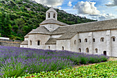 Cultivo de Lavanda en flor, Abbaye Notre-Dame de Sénanque, Gordes, Vaucluse, Provence-Alpes-Côte d'Azur, Frankreich, Europa