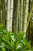Japan, Kanazawa, Nagamachi, Utatsuyama,   bamboo, 
