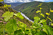 Vineyards, Ribeira Sacra, Heroic Viticulture, Sil river canyon, Sober, Lugo, Galicia, Spain