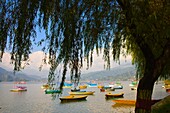 Nepal, Pokhara, Phewa Tal, Phewa Lake, boats, 