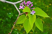 Flieder, Blume, Syringa vulgaris