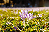 Wiese mit blühenden Crocus tommasinianus (Elfen-Krokus, Dalmatiner Krokus, Tommasinis Krokus)