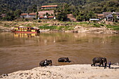 Elefanten der Mekong Elephant Park Sanctuary beim Baden im Oberen Mekong-Fluss, Pak Beng, Ngeun, Sainyabuli, Laos, Asien