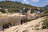  Elephants of the Mekong Elephant Park Sanctuary walk up a sandbank after bathing in the Upper Mekong River, Pak Beng, Ngeun, Sainyabuli, Laos, Asia 