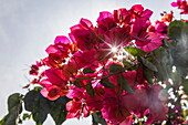 Bougainvillea im Gegenlicht, Portrait, Ban Pakyan, Mad, Provinz Vientiane, Laos, Asien