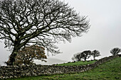  Typical Ireland: Stone walls, sheep and gnarled trees, County Mayo, Ireland 