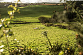  Flock of sheep on a sunny pasture near Westport, County Mayo, Ireland 