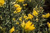  Gorse in Wild Nephin National Park, County Mayo, Ireland 