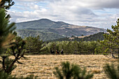  Horses in the Zlatibor Mountains, Zlatibor, Serbia 